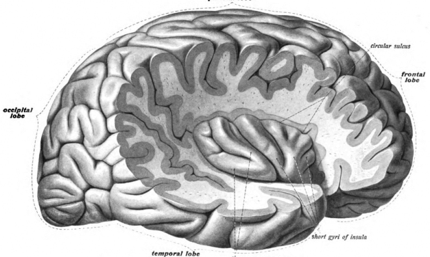 The Insula and the brain seat of Mindfulness
